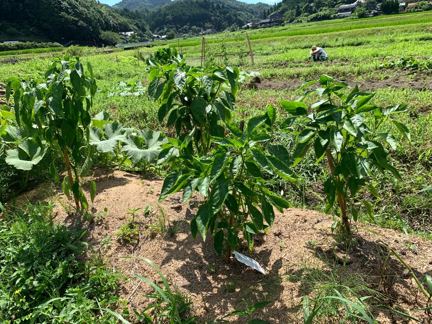 【菌ちゃん農法】脱ビニールマルチに成功⁉