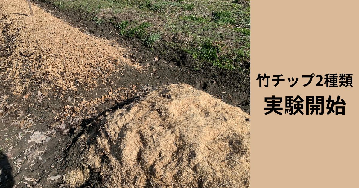 竹とともに歩む、私たちの「菌ちゃん農法」体験記