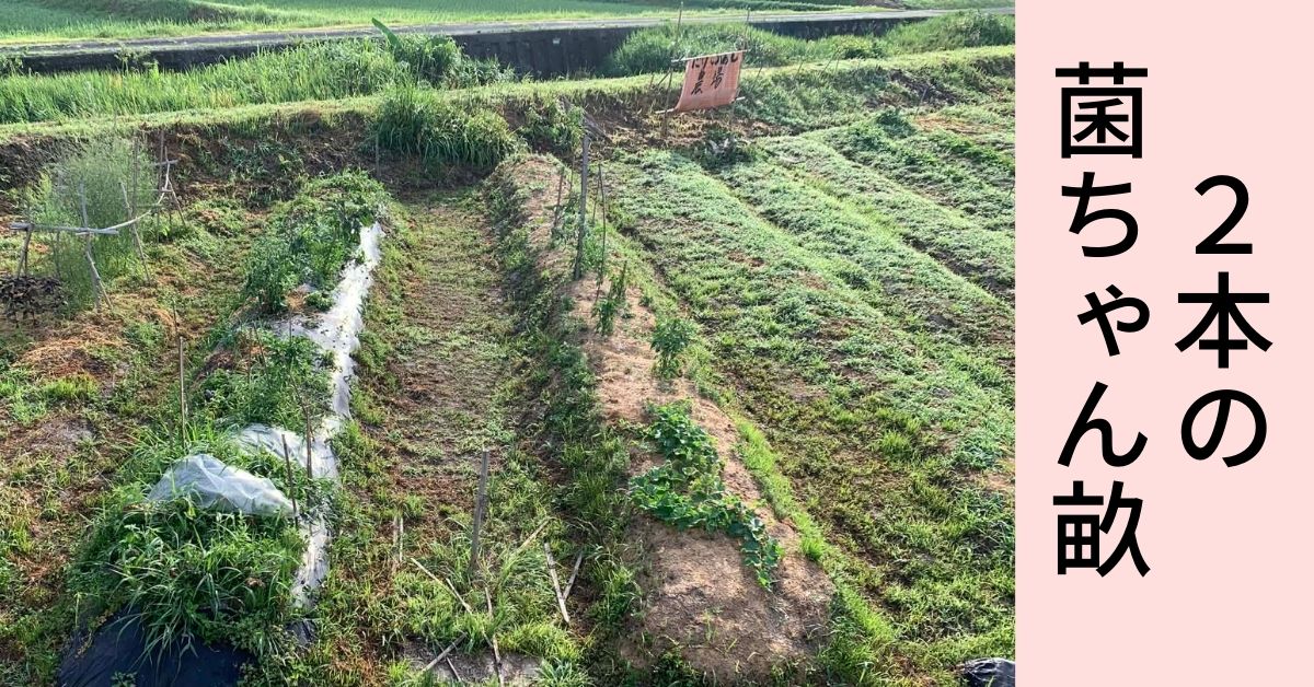 竹とともに歩む、私たちの「菌ちゃん農法」体験記