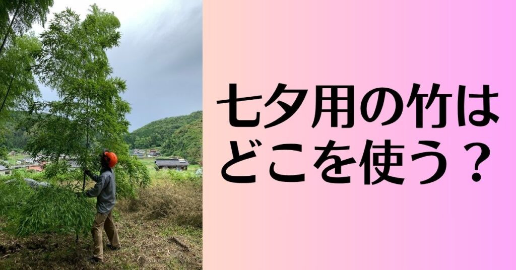 七夕に使うなら大きい竹じゃないとダメな理由