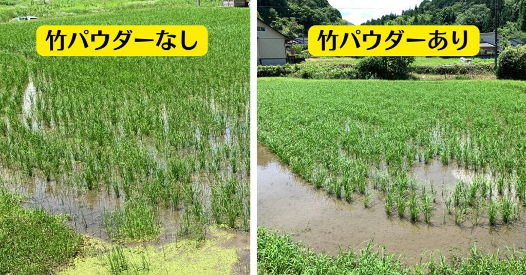 竹パウダー田んぼで実験中