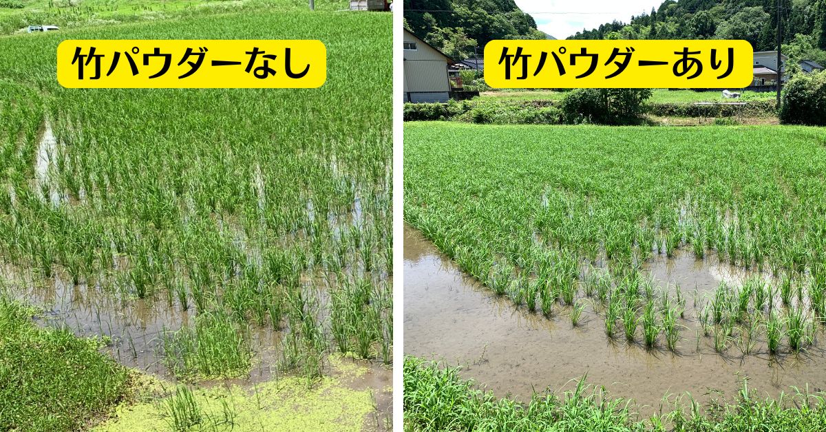 竹パウダー田んぼで実験中