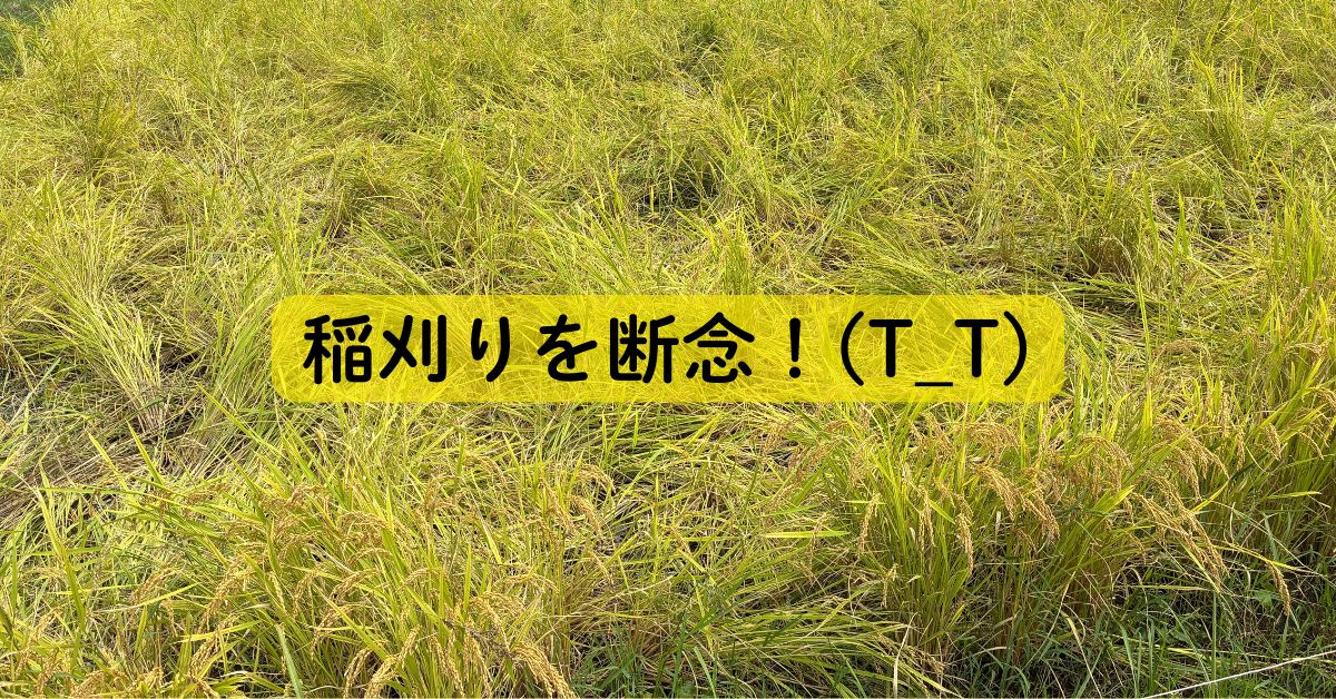 残念無念！稲刈りを断念(T_T)