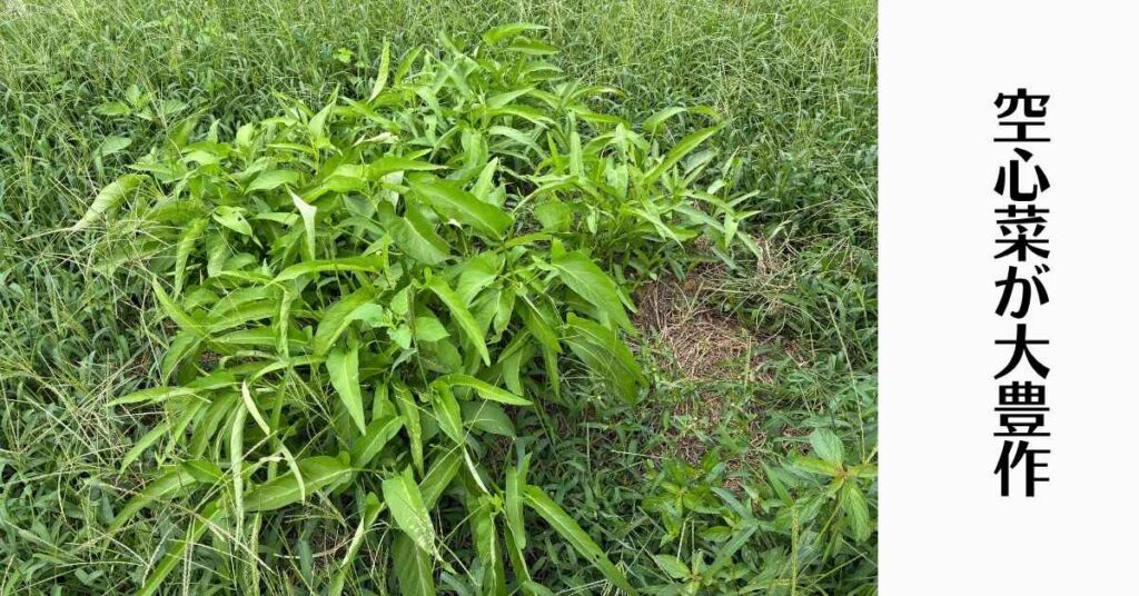【実験結果】空心菜を菌ちゃん農法や竹パウダーで育ててみた！一番育った畝はどれ？